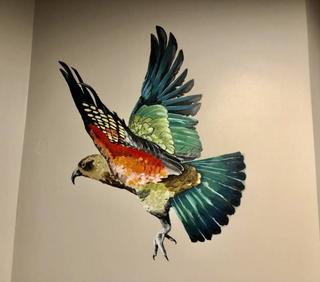 nativebirds-newzealand-kaikoura