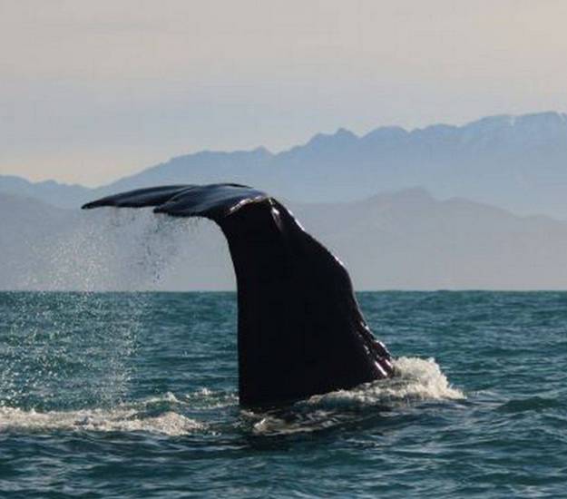Humpback whale